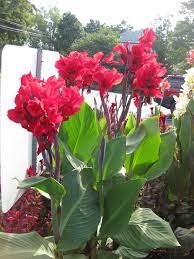Pin On Flowers Canna Flowers