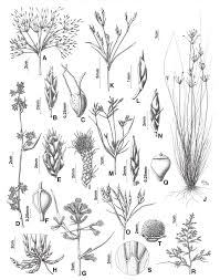 Image result for Fimbristylis complanata