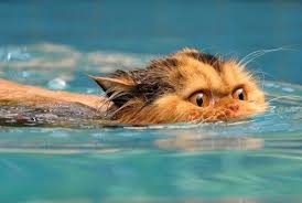 We can read and write. Ten Pictures Of Cats Swimming Because Some Cats Love To Swim Swimming Cats Funny Cat Videos Cats