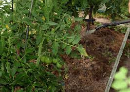 Professional pest exterminators have the skills and. Pest Control For Vegetable Garden Best Organic Ways Gardening Tips And Tricks
