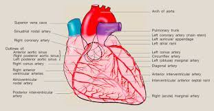 Diagonals can be defined as a line joining the two nonadjacent vertices of a polygon. Posterior Interventricular Artery An Overview Sciencedirect Topics