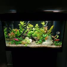 Pin By Fish Tanks Galore On Glubs In 2020 Aquarium