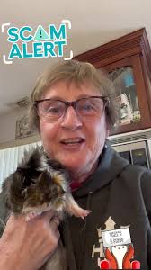 White Long Haired Guinea Pig