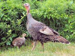 A 15 pound turkey usually has about 70 percent white meat and 30 percent dark meat. Fun Wild Turkey Facts And Trivia