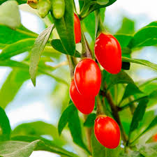 My experiences growing goji berries. Goji Berry Lycium Barbarum My Garden Life
