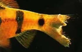 Fin rot is a symptom of disease in fish. Discus Fin Rot How To Treat Discus Fin Rot Discus Fin Rot Prevention
