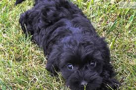 Black And Tan Yorkie Poo Full Grown Meet Coal Our Female Teacup Yorkiepoo Yorkie Poo Yorkie Poo Puppies Yorkie Poodle