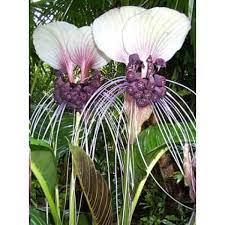 Purple Bat Flower 5 Seeds Very Rare Limited Supply Bat Flower Flowers Perennials Unusual Flowers
