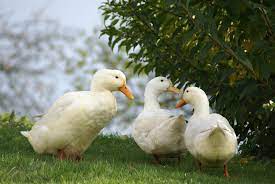 The pekin or white pekin is an american breed of domestic duck, raised primarily for meat. Pekin Duck Complete Breed Guide Raising Ducks