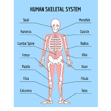 The appendicular skeleton is everything else (the arms, legs, shoulders, and hips). Skeletons Facts Science Trek Idaho Public Television