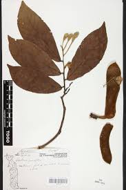 Image result for Berlinia grandiflora