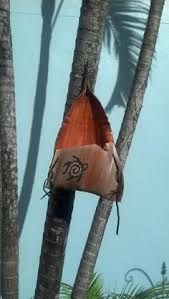 Plant your sprouted seeds in potting soil. 9 Queen Palm Seed Pods Ideas Seed Pods Pods Palm Frond Art