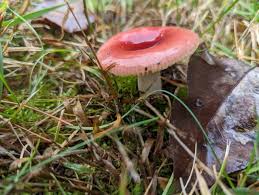 Image result for Russula mariae
