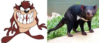 We did not find results for: 10 Facts About Tasmanian Devils Rainforestation