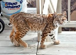 Although they rarely travelled faster than the walking speed of a person. This Exotic Pet Is Legal In Your State Pethelpful