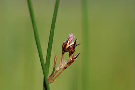 Image result for Juncus balticus