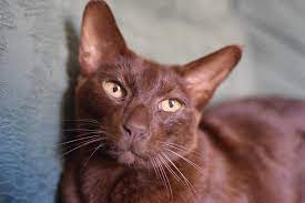 100 Brown Cat Names Best Name Ideas For A Brown Kitten