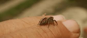 Spiders will lay between 2 and 1000 eggs, depending on the species. Can Spiders Lay Eggs In Your Skin