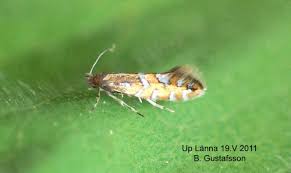Image result for Phyllonorycter strigulatellus