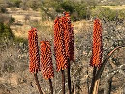 Image result for Aloe aculeata × excelsa