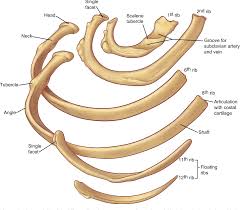 Choose from 500 different sets of flashcards about anatomy ribs on quizlet. The Anatomy Of The Ribs And The Sternum And Their Relationship To Chest Wall Structure And Function Semantic Scholar