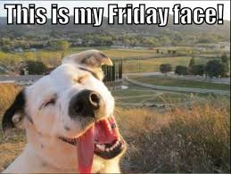 It Was Probably A Short Week For Most People But We Re Still Glad It S Friday What Does Your Tgif Face Look Like Happy Dogs Funny Funny Dogs Animal Captions