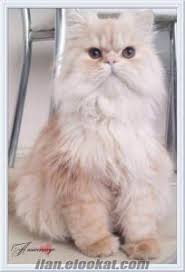 Kedi Edirne