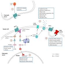 New Efforts to Demonstrate the Successful Use of TRH as a Therapeutic Agent