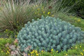 Image result for Euphorbia epicyparissias