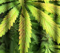 If it feels dry, it is time to water. Brown Spots And Yellowing On Newer Leaves During Week 5 Of Flowering Dude Grows