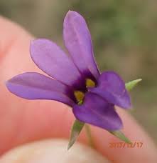 Image result for Monopsis