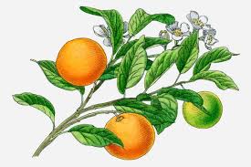Bitter orange, seville orange, sour orange, bigarade orange, or marmalade orange is the citrus tree citrus × aurantium and its fruit. Calamondin Fruits And Flowers Orange Tree Orange Orange Plant