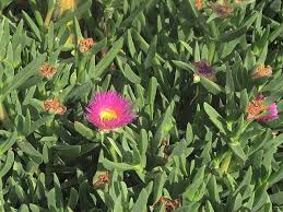 Image result for Carpobrotus