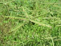 Image result for Coelachne africana