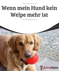 Kleinen rasse sind mit spätestens neun monaten ausgewachsen. Wenn Mein Hund Kein Welpe Mehr Ist Deine Tiere Welpen Hunde Hunde Ernahrung