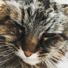 We offer the best free games and add 10 new games mary needs you to help her clean up her sweet little kitten use the tools available to clean the dirty. Kathryn Calder On Twitter My Sweet Kitten Wants You To Know That I M Guest Hosting On Ckuaradio This Afternoon From 2 4pm Mt 1 3pm Pacific Streamable At Https T Co Wwgfnegfvj Https T Co 2z1n1jsz5n