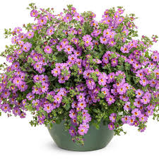 Image result for Jamesbrittenia burkeana