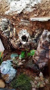 Built A Custom Background For My Dart Frog Vivarium Handmade Crafts Howto Diy Dart Frog Vivarium Vivarium Dart Frog