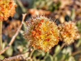 Eastern avenue, las vegas opening times: More Than 17 000 Rare Nevada Wildflowers Destroyed Center For Biological Diversity