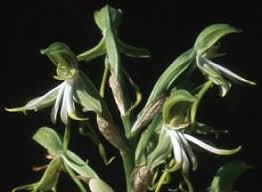 Image result for Bonatea antennifera