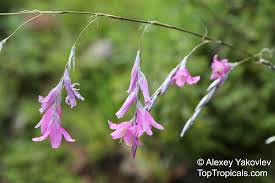 Image result for Dierama formosum