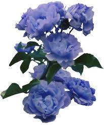 #art #twitter headers #aesthetic twitter headers #aesthetic #aesthetic headers #david bowie quote #flowers #floral drawing #flower drawing #dreamy aesthetic #randomcore #dreamcore #dreamycore #randomcore headers #randomcore twitter headers #art headers #art. Tumblr Blue Aesthetic Flowers Novocom Top