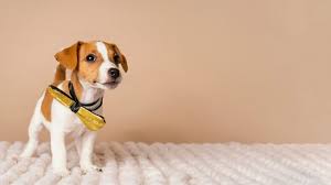 O cachorro dise então que iria trazer testemunhas. Bilder Beagle Cachorro Gratis Vektoren Fotos Und Psds