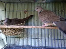 Burung ini menjadi salah satu burung kebanggaan para kicaumania karena kemampuannya dalam berkicau. Perbedaan Antara Burung Puter Biasa Puter Lumut Puter Irak Dan Derkuku Pawiro Bird Farm Dove And Pigeon Breeder