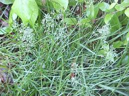 It can withstand a reasonable amount of traffic. Kentucky Blue Or June Grass Allergy Info Stallergenes Greer