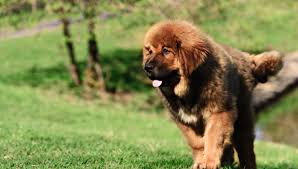 Tibetan Mastiff All About Dogs