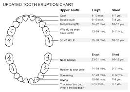 A Helpful Chart For Your Teething Baby The Other Mothers
