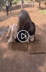 40 Funny And Interesting Videos Cant Stop Watching Funny Videos 2020 Hayvanlar Kedi Hayvanlar Alemi