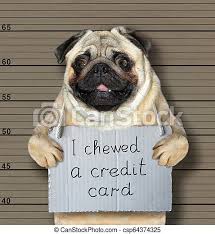 Credit cards can be a beneficial tool for pet owners if they're used appropriately. Bad Dog Chewed A Credit Card The Bad Dog Chewed A Credid Card He Arrested By The Police For This Crime And Sent To Prison Canstock