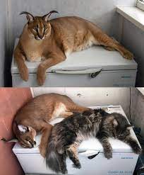 Maybe you would like to learn more about one of these? Meet Big Floppa The Hero Of The Most Popular Cat Meme Of 2020 Photos Russia Beyond